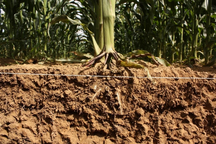 The Hidden Half: Maize roots exposed